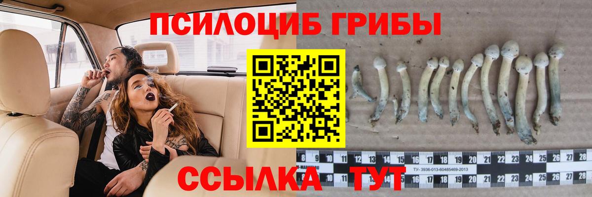 Новый Уренгой  Псилоцибиновые грибы Psilocybine cubensis  Вход с VPN 